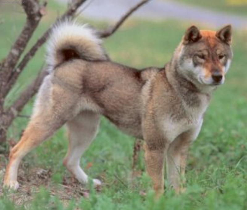 Foto: Shikoku-inu