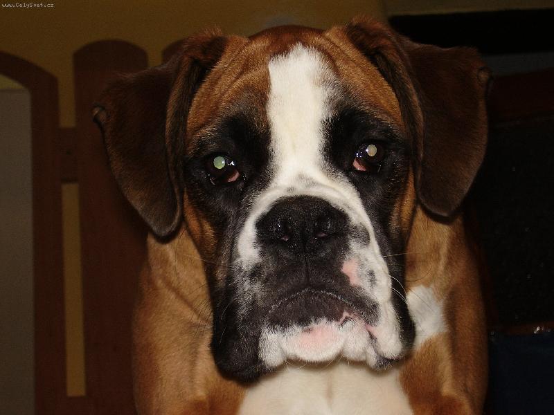 Foto: ...Buf�k...