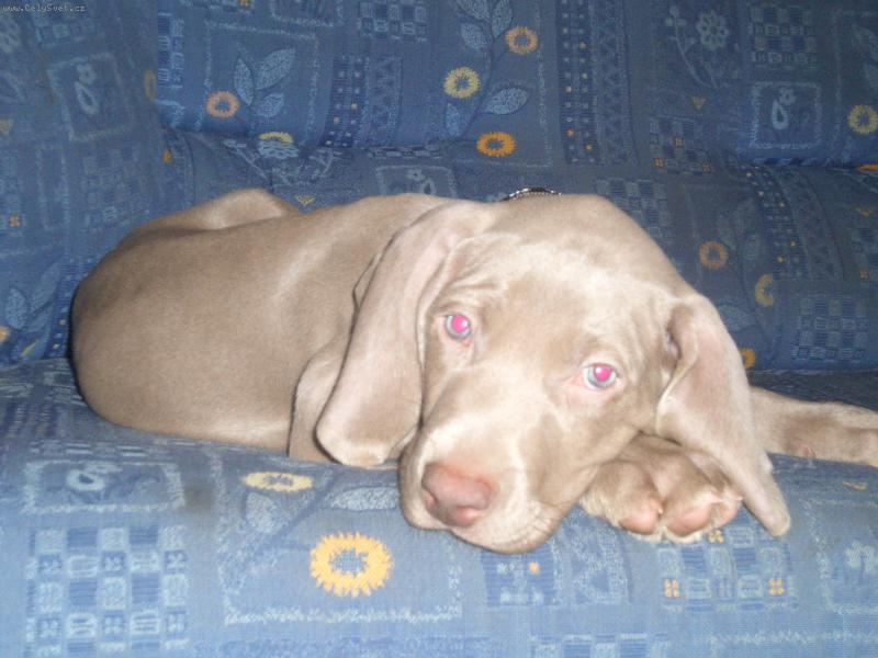 Foto: Taffy