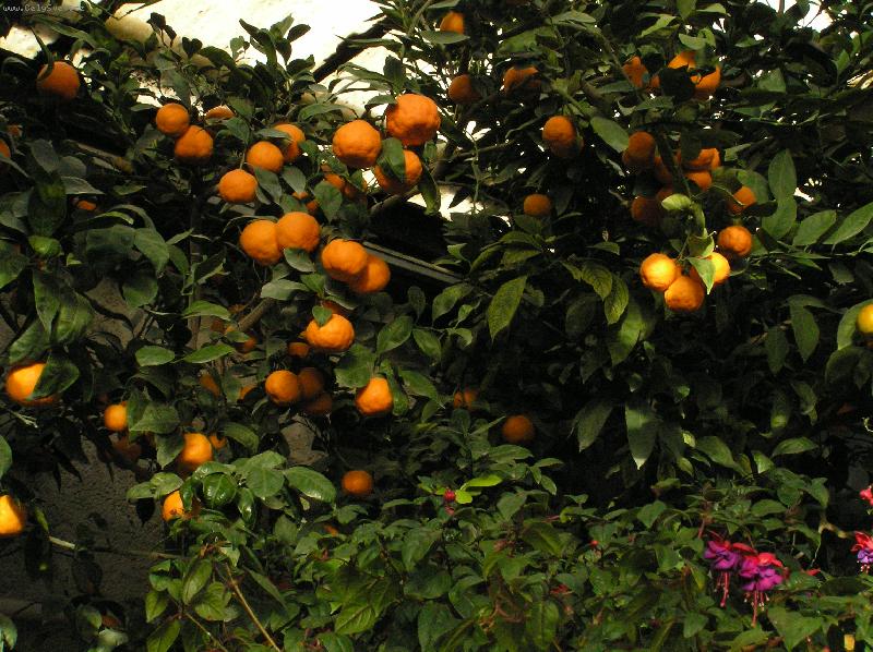 Foto: Citrusy