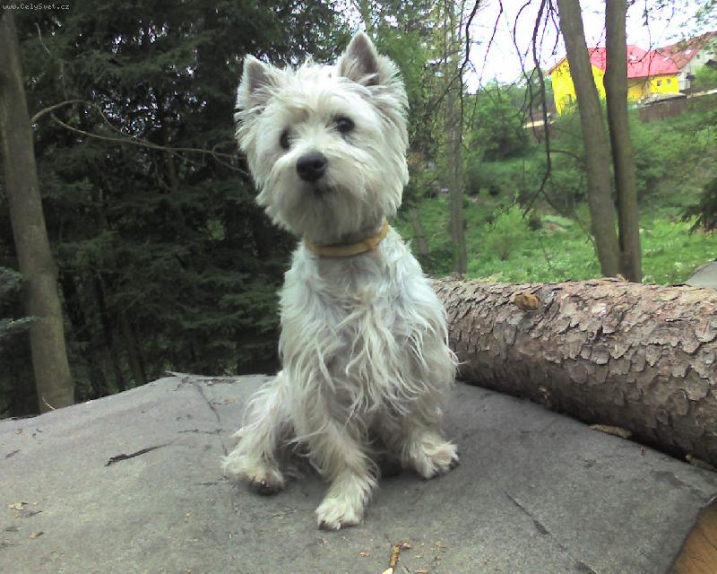 Foto: Ajinka