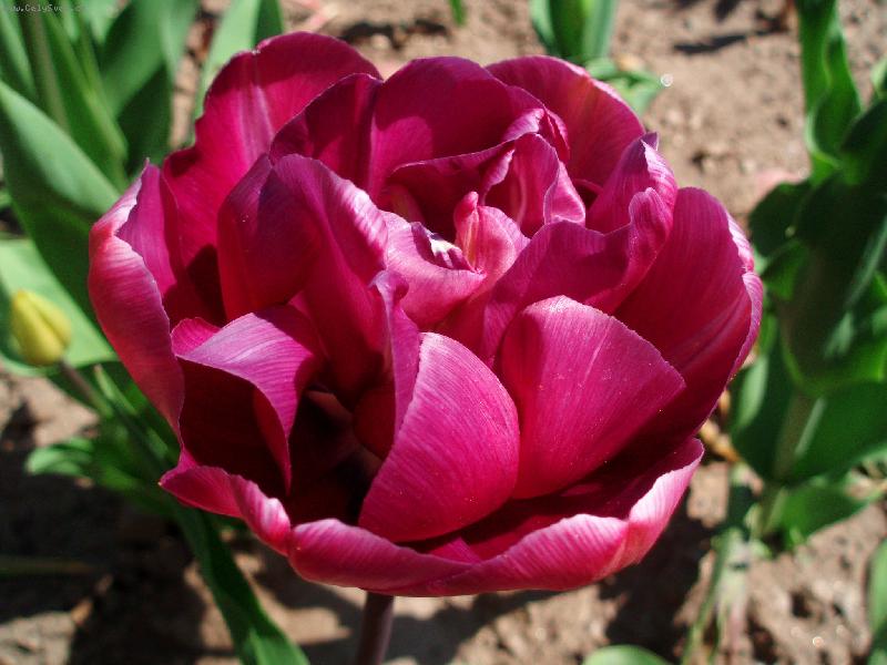 Foto: tulip�n