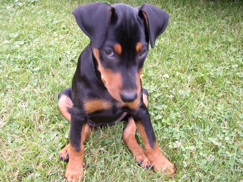 Foto: daisy