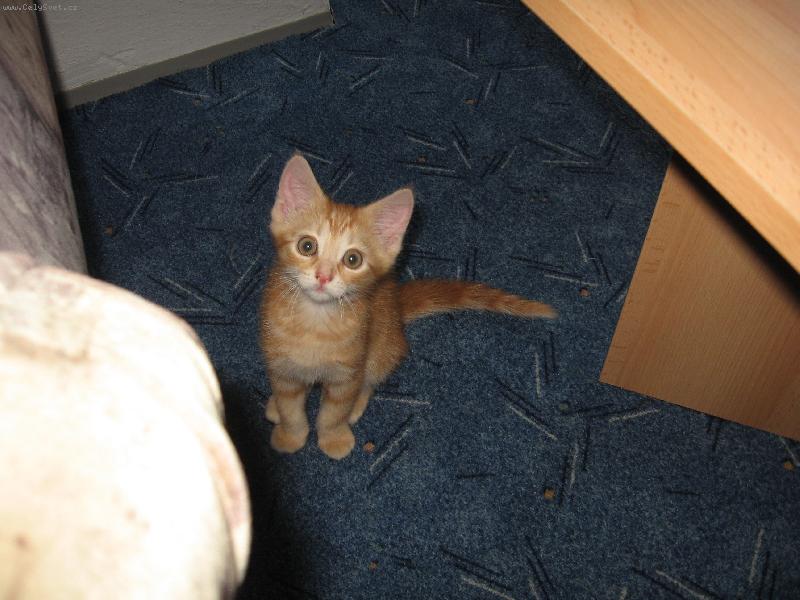 Foto: Garfield