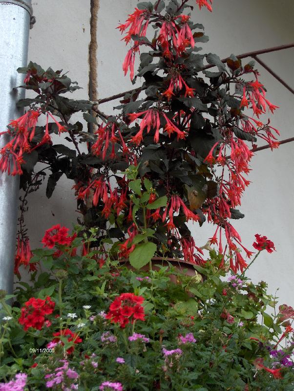 Foto: Fuchsie