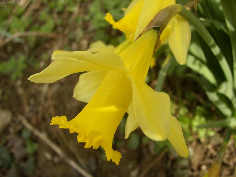 Foto: Narcis