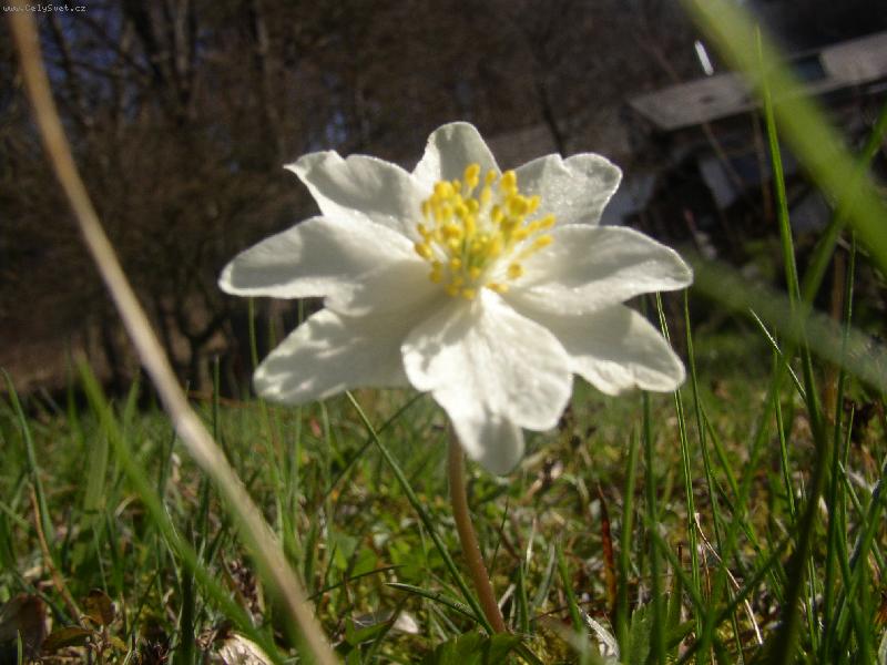 Foto: Sasanka