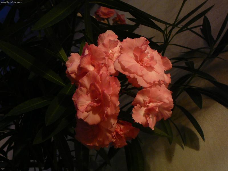Foto: oleandr