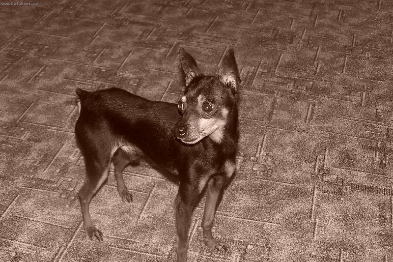 Foto: Pan Bobo
