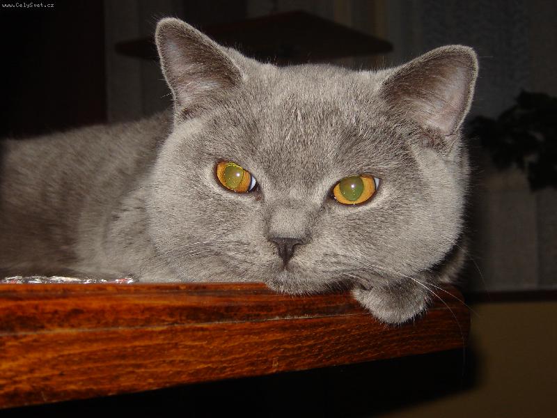 Foto: Tut�sek