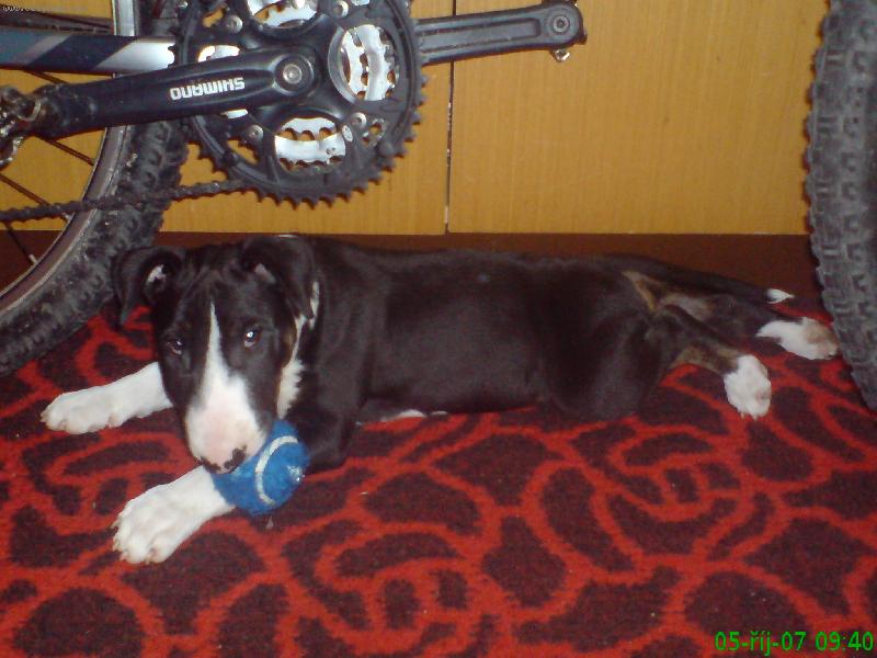 Foto: iggy