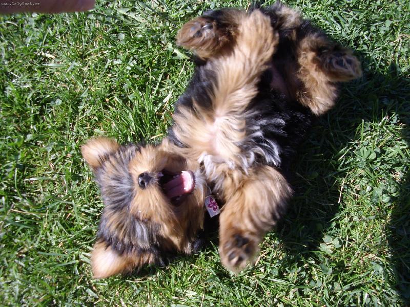 Foto: Monty