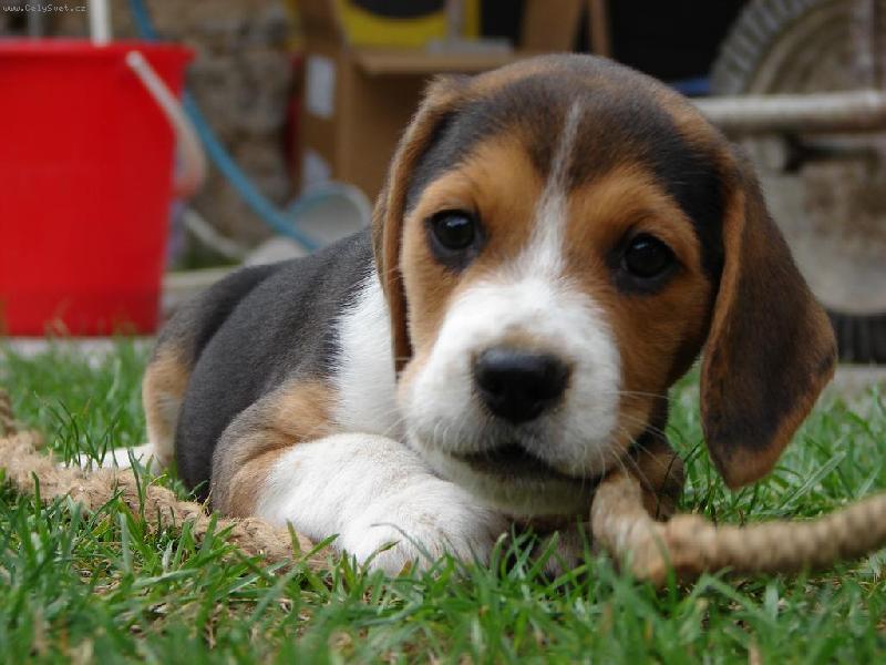 Foto: monty