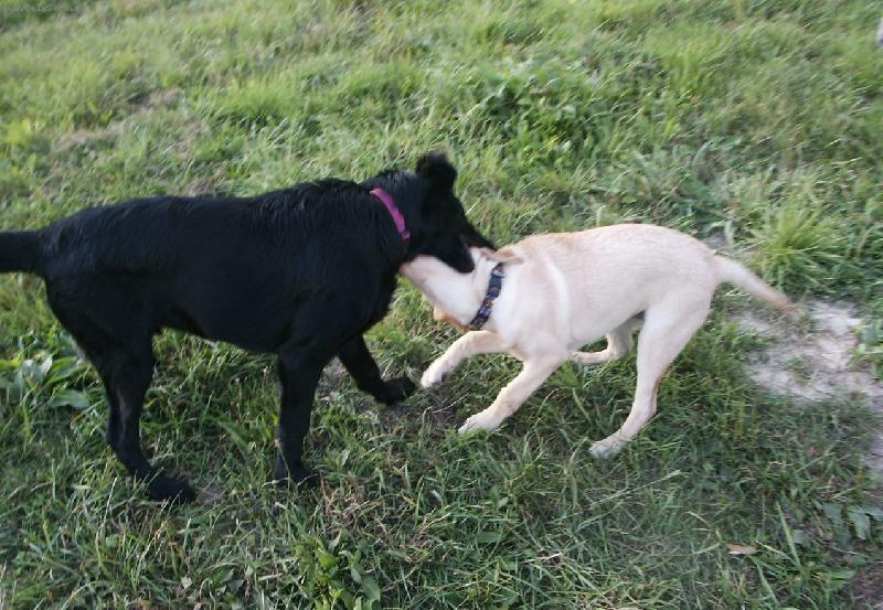 Foto: Flat coated retriever a Labradorsk� retrievr-Lee a Brita :))
