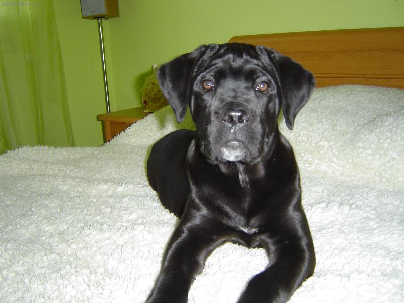 Foto: Zira