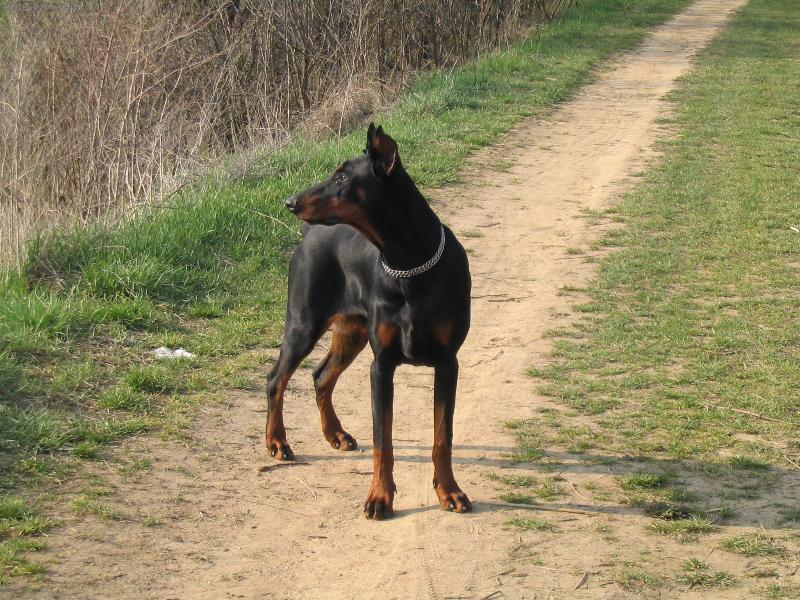 Foto: Dobrman Aron