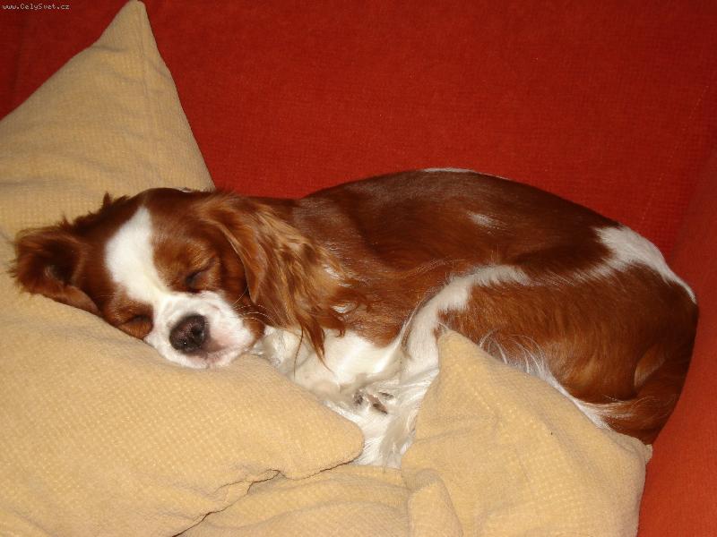 Foto: Lilka