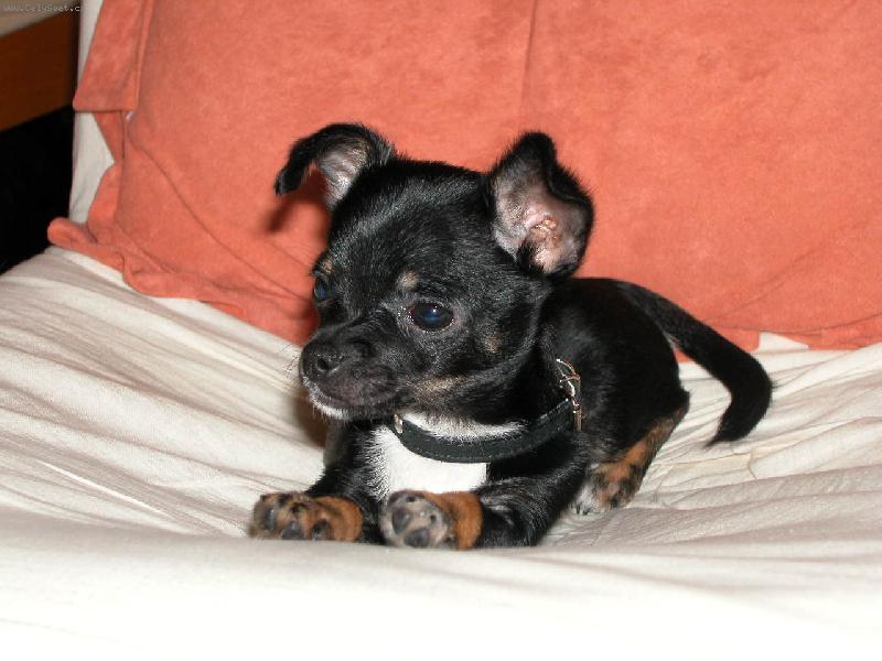 Foto: �ivi