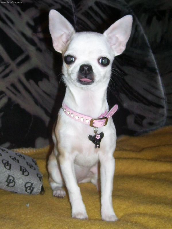 Foto: Lillinka