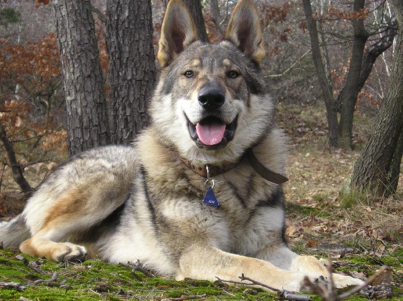 Foto: Amatty wolf