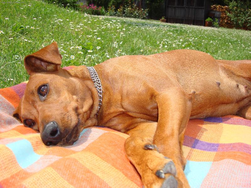 Foto: bucinky