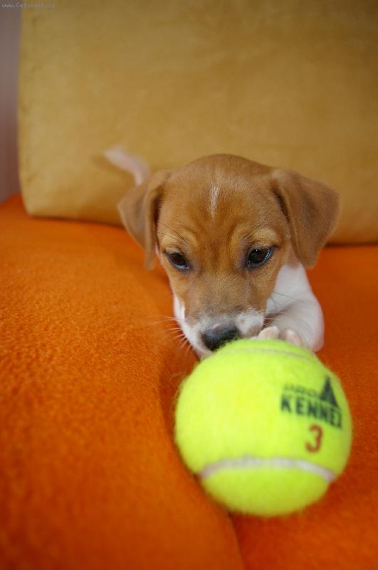 Foto: Nase Roxy