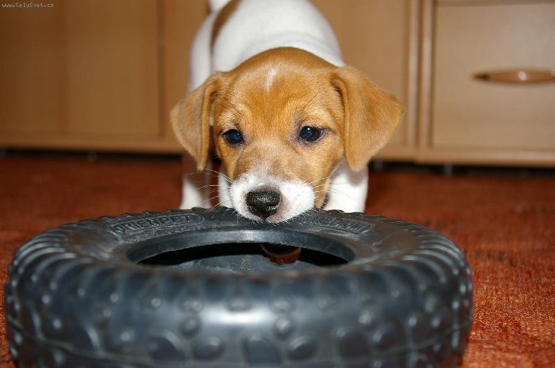 Foto: Nase Roxy