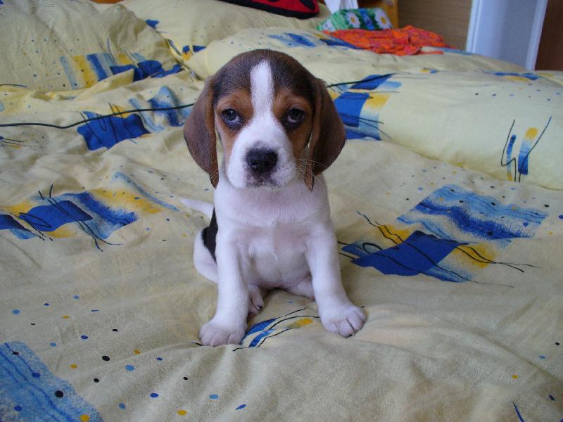 Foto: Dixi