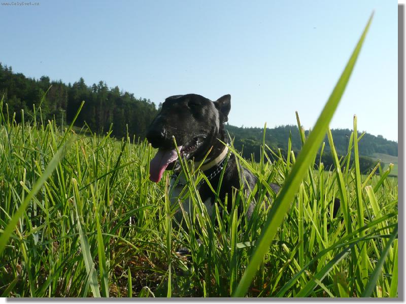 Foto: Ozzy