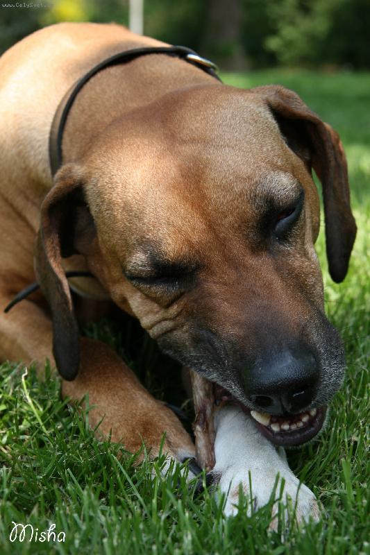 Foto: Bugy