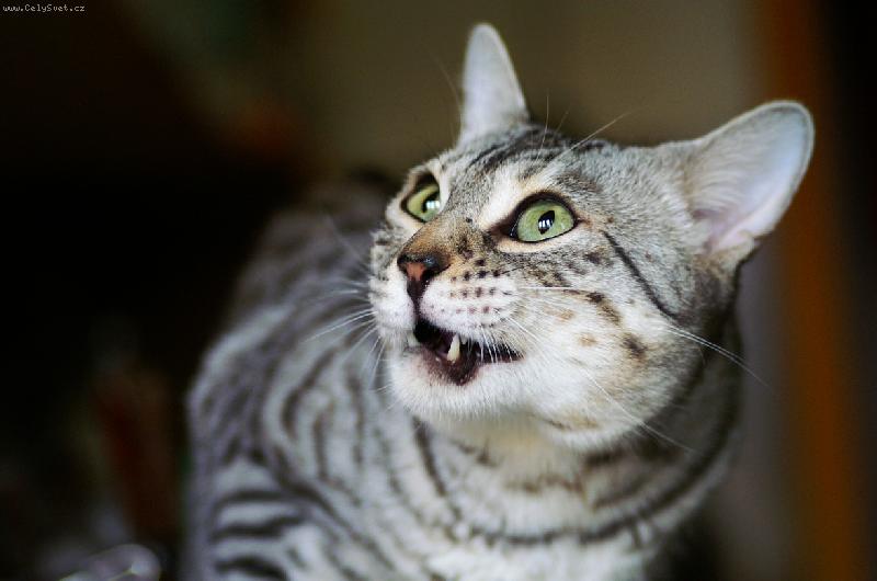 Foto: Ares