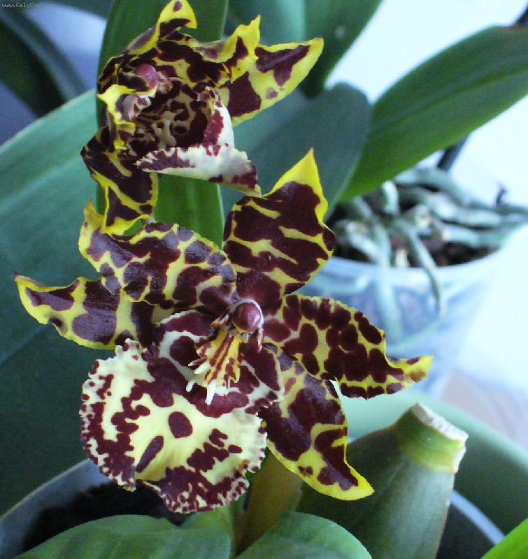 Foto: phalanopsis