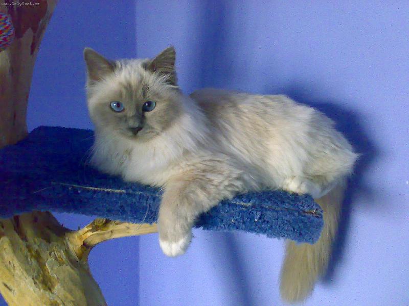 Foto: Monty jack