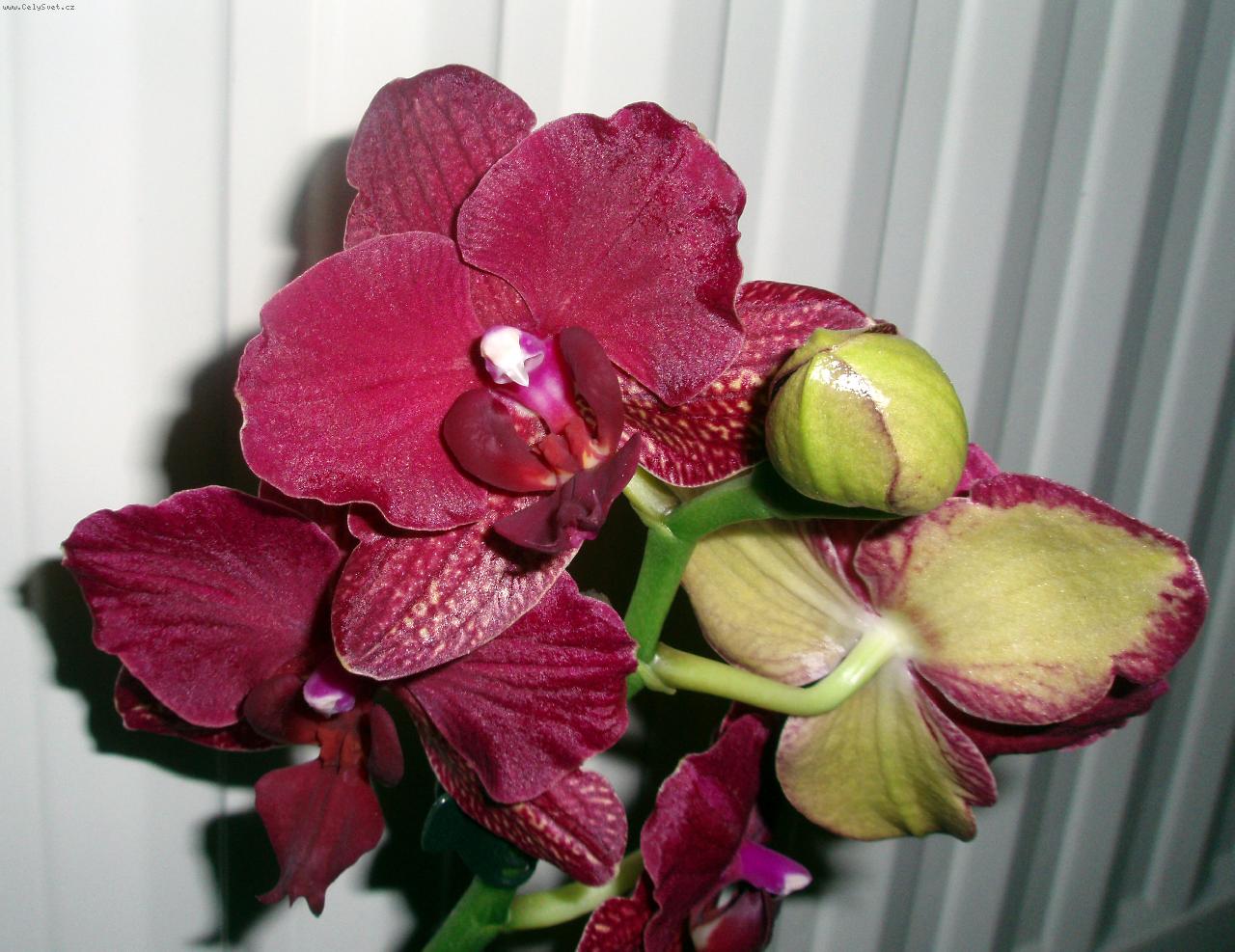 Foto: Phalaenopsis