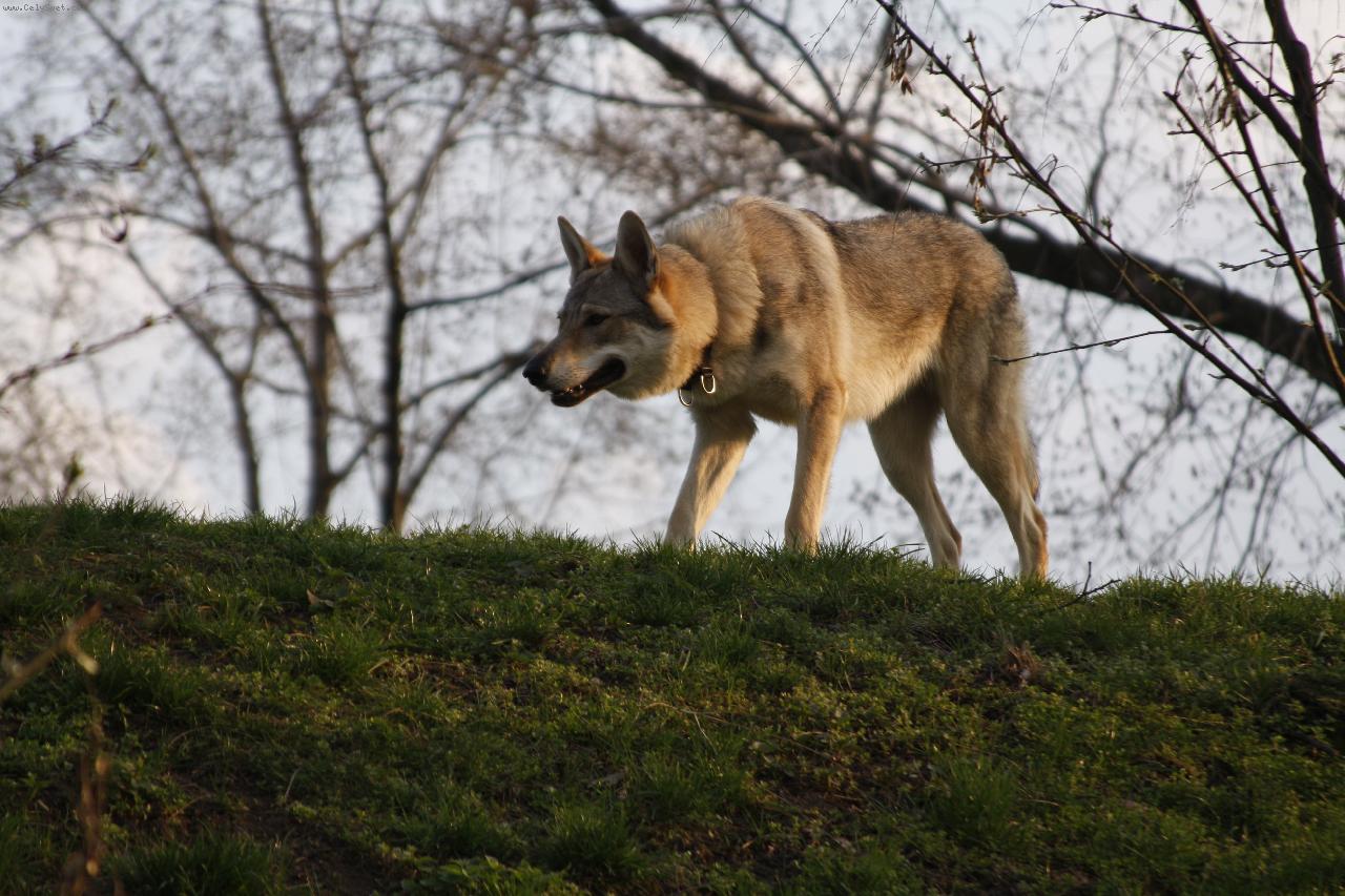 Foto: Brita, Karpatsk� bandita