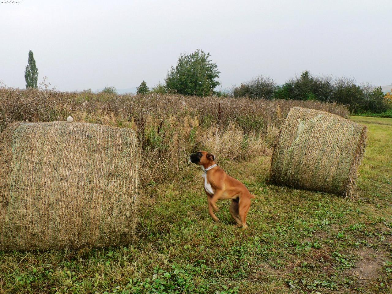 Foto: Nikita v akci