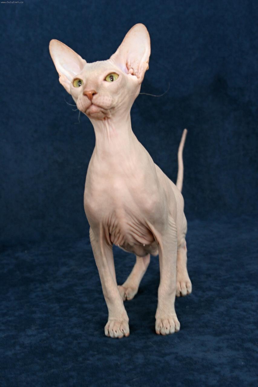 Foto: Peterbald  Bivoj-Bivoj je m�j odchov-zcela bezsrst� kocour