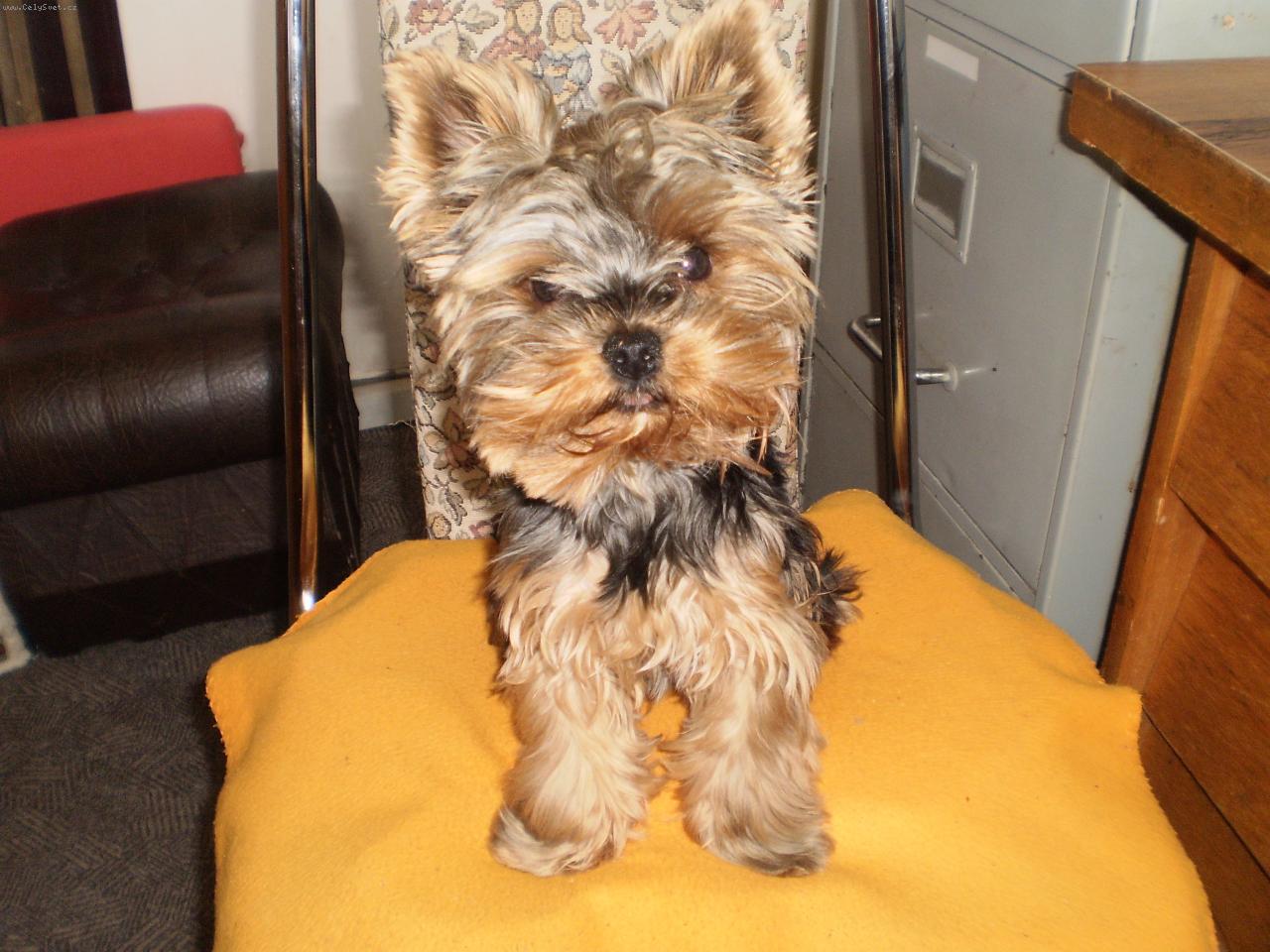 Foto: Pinki