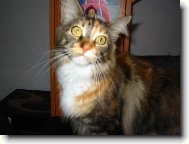 �arlota