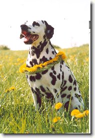 S�ru� p�zuje :-)