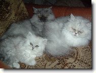 Na�i mazl��ci