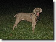 Archie p�zuje