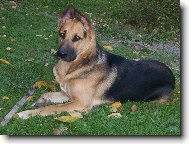 Argo�ek