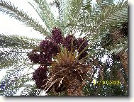 Datlov� o�za