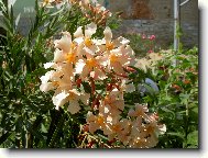 Olenadr obecn�