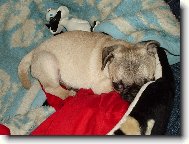 Na�e Meggie