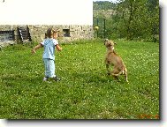 PitBull \"MAILO\"