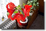 �vagrova