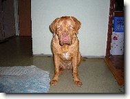 Angela 9 m�sicu