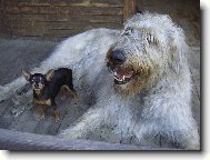 mal� a velk�